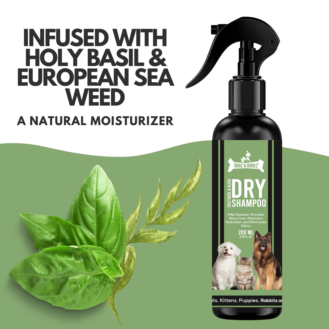 Dogz & Dudez Holy Basil & Algae Dry Shampoo for Dogs & Cats (200 ML)Removes Dirt, Hydrates Skin With Algae Extract to Moisturize skin, provide anti bacterial barrier and Holy Basil for Anti Inflammation | Provides Clean and Shiny Coat